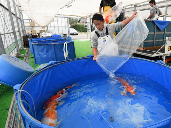 vivero de peces para barco