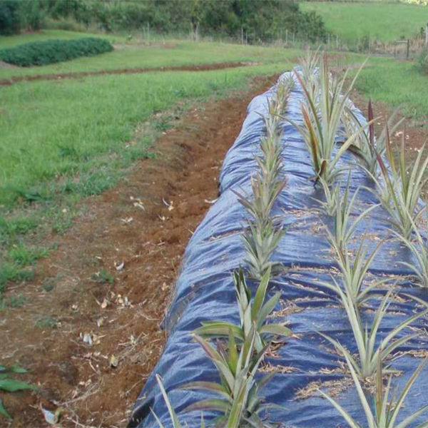 Opciones de lona PVC para coberturas para uso agricola